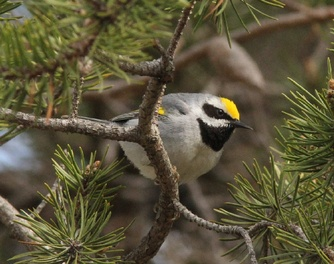 Illustration for article titled Golden-Winged Warblers Can Predict When Tornados Will Strike